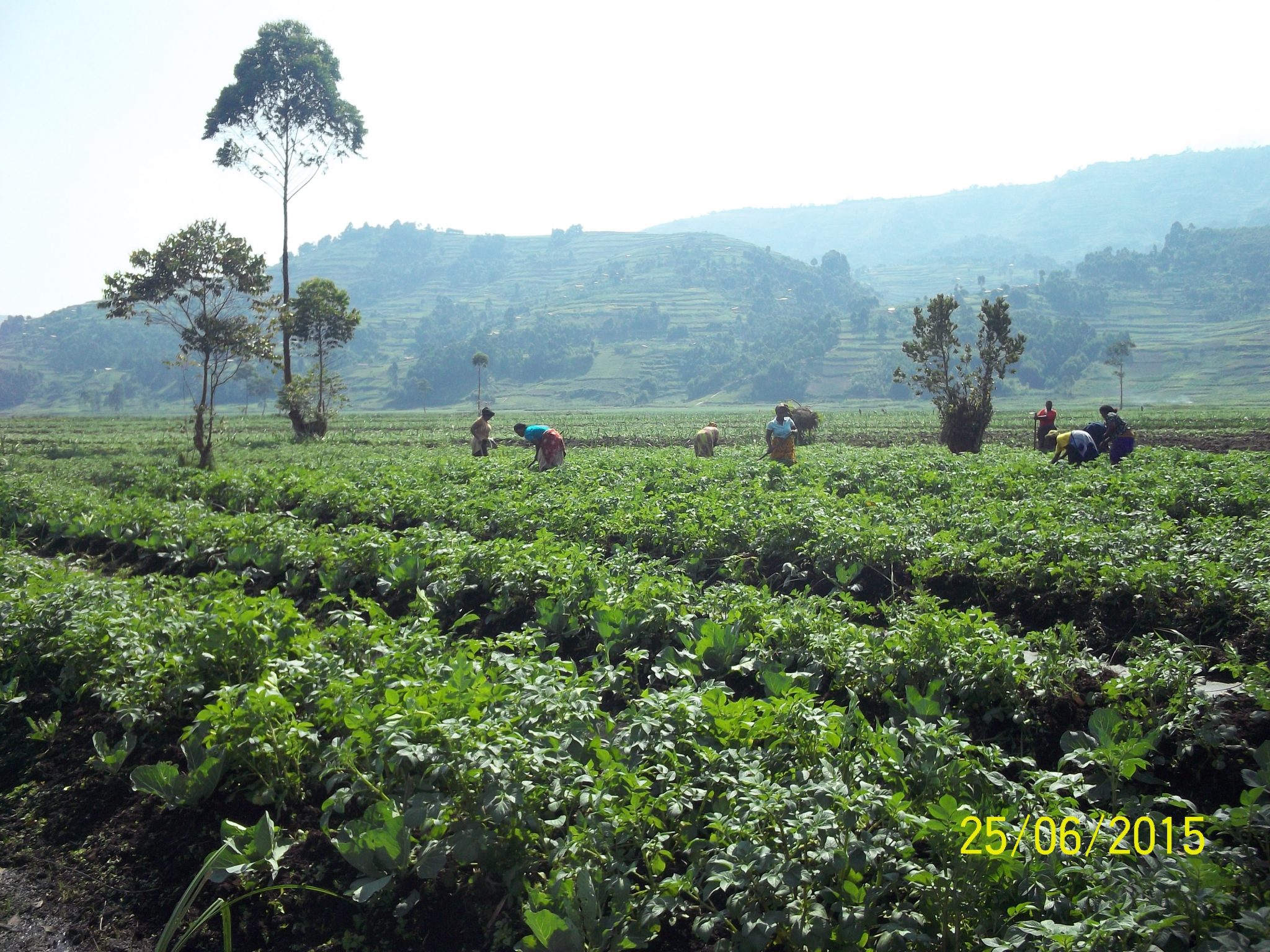 Vast farm land developed from microfinance funding